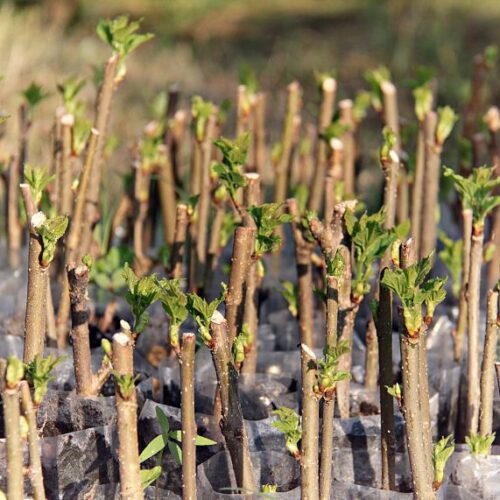 Take hardwood cuttings Hardwood cuttings