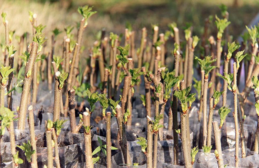 Hardwood cuttings