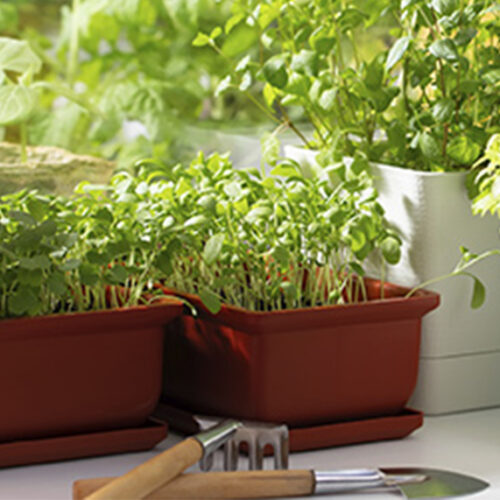 Herbs to grow in winter Herbs in pots