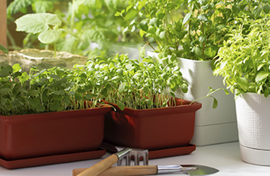 Herbs in pots
