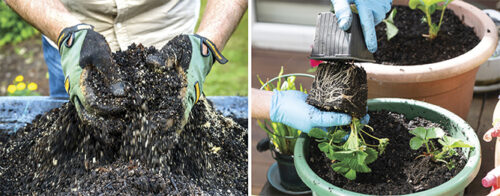 DIY potting mix for edibles