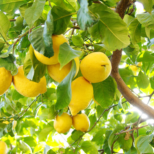 Tips for pruning citrus Prune citrus