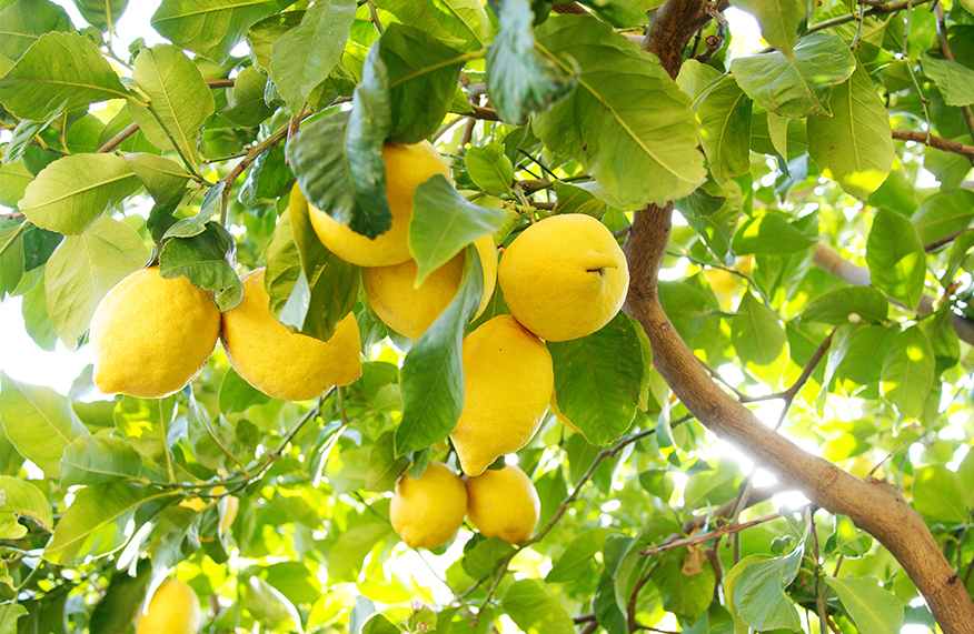 Prune citrus