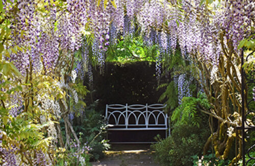 Wisteria