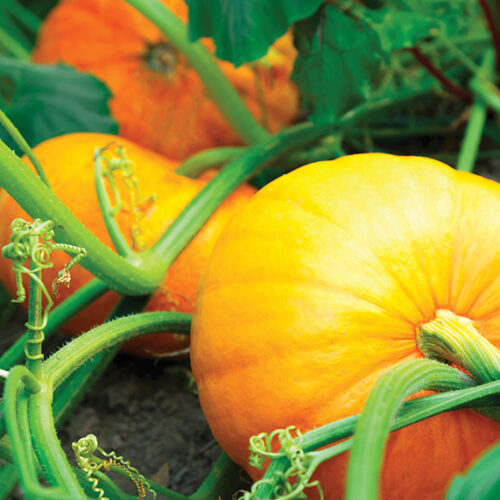 Easy vegies to plant in spring Pumpkin