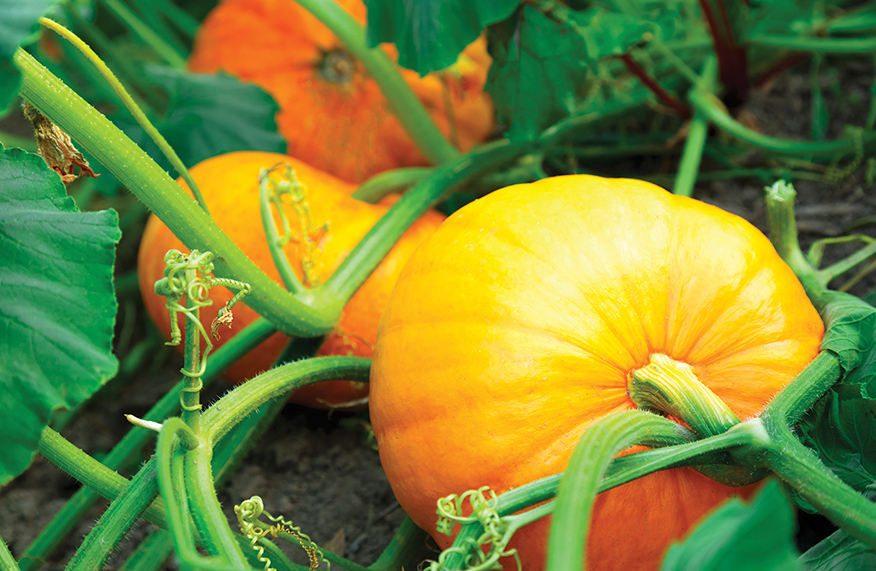 Pumpkin