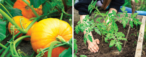 Easy vegies to grow now