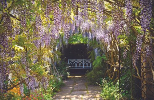 Wisteria