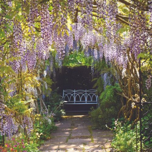 Wisteria dos and don’ts Wisteria