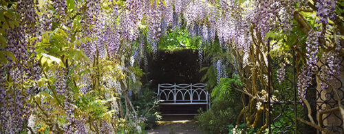 Wisteria dos and don'ts