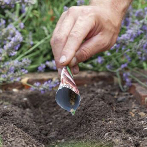 Why didn’t my seeds come up? Seeds germinate