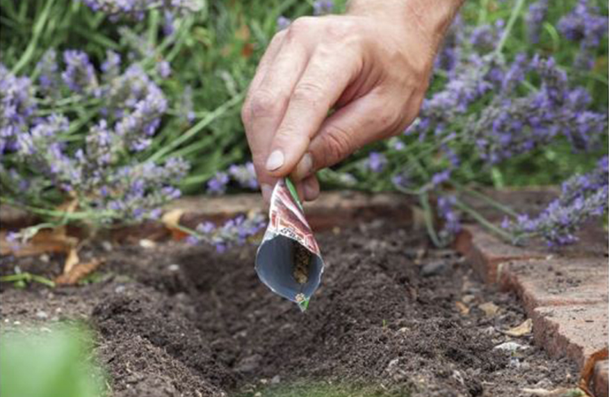 Seeds germinate