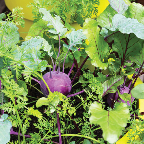 Keep crops in pots cool