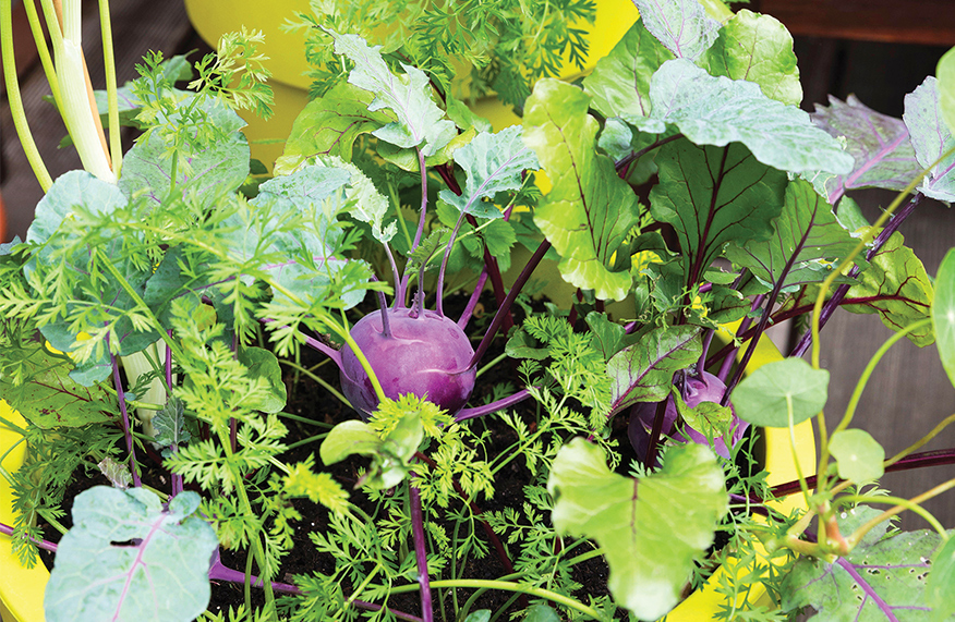 Keep crops in pots cool