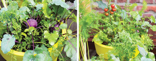 Crops in pots