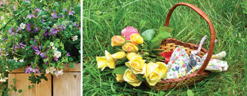 10 gardening jobs to do in November