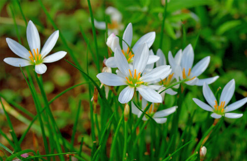 Autumn bulbs