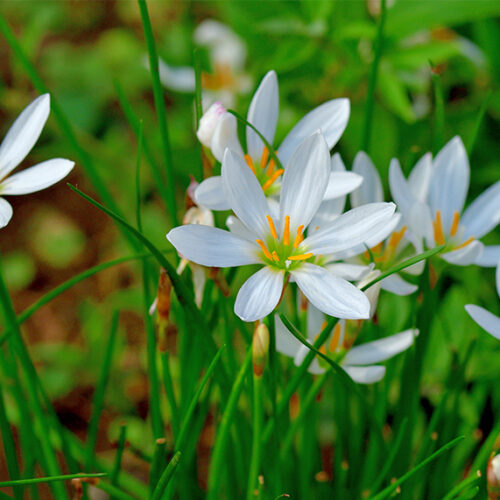 Autumn bulbs