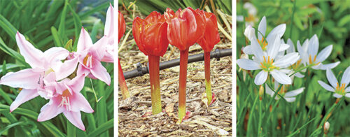 bulbs
