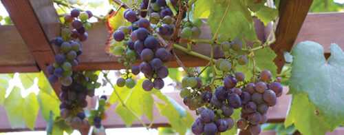Grow grapes in pots