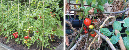 Summer care for tomatoes