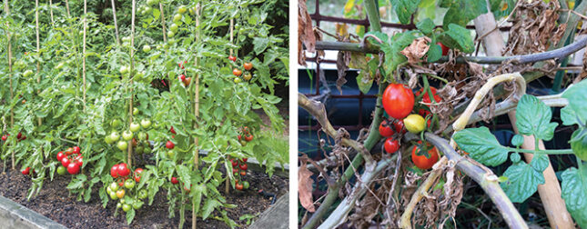Summer care for tomatoes