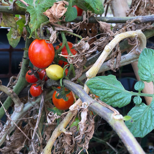 Summer care for tomatoes Managing tomatoes