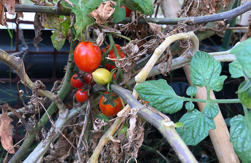 Managing tomatoes