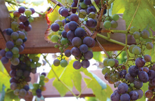 grapes