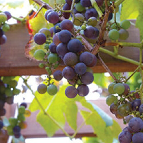 grapes