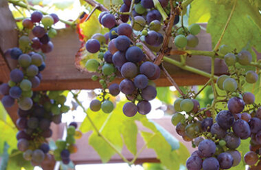 grapes