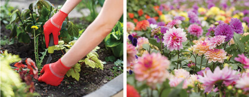 10 jobs to do in the garden in December