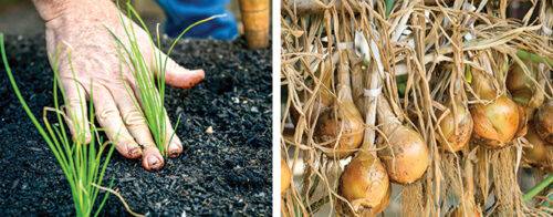 Sow and grow onions