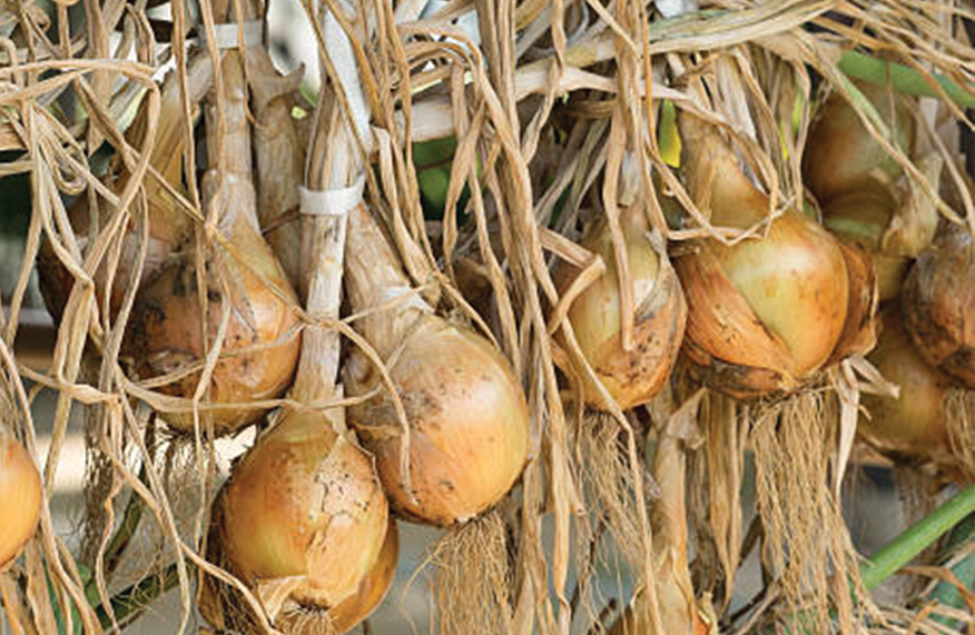 Onions