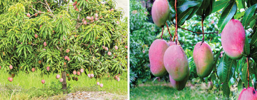 Growing mangoes made easy 