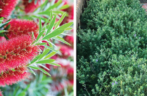 Native hedge