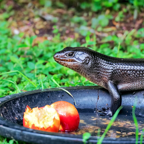 Help wildlife in your own backyard Wildlife