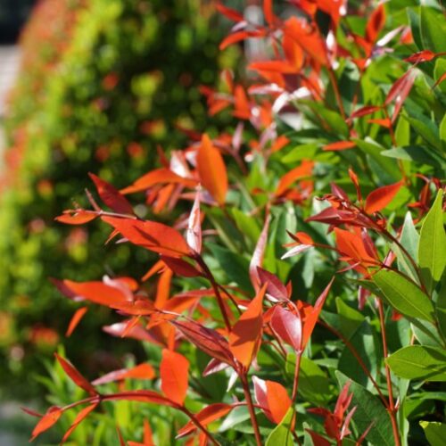 Three top plants for a native hedge Lillypilly