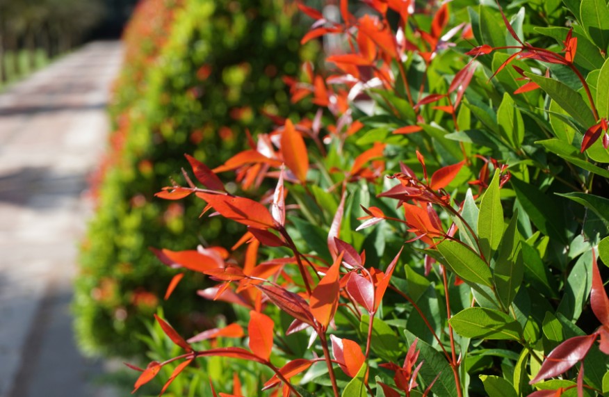Lillypilly