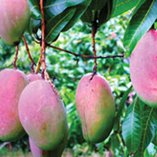 Growing mangoes made easy Mangoes