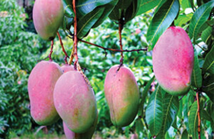 Mangoes