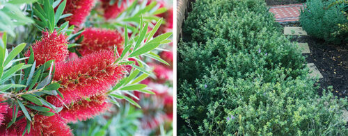 Three top plants for a native hedge