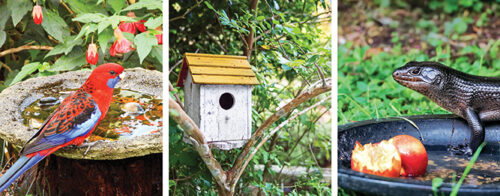 Help wildlife in your own backyard