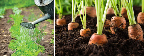 5 tips for sowing carrots