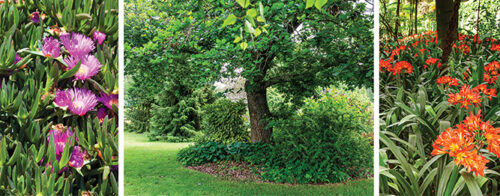 Toughies to grow under trees