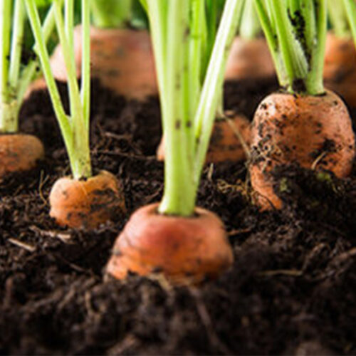 5 tips for sowing carrots Sow carrots