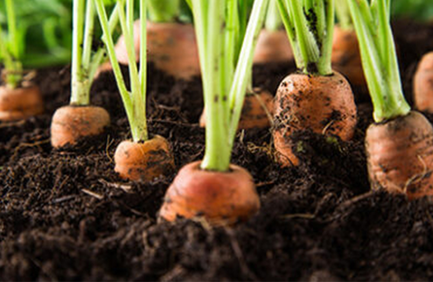 Sow carrots