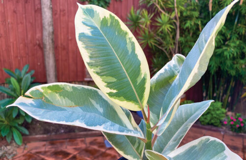 Propagate rubber plant