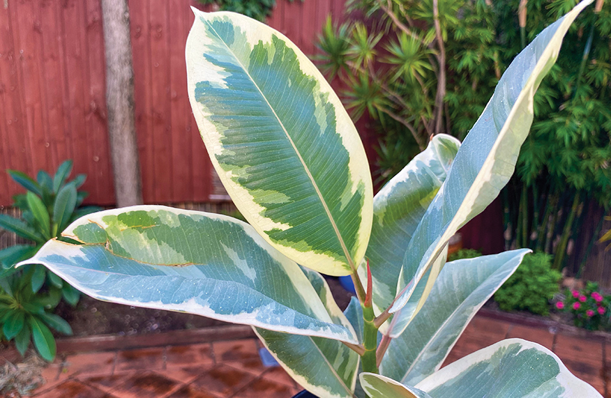 Propagate rubber plant