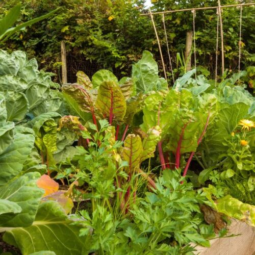 Should you rest soil between crops? Vegetable patch